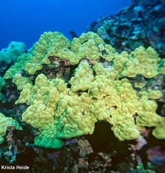 Mounding coral (Porites lobata)