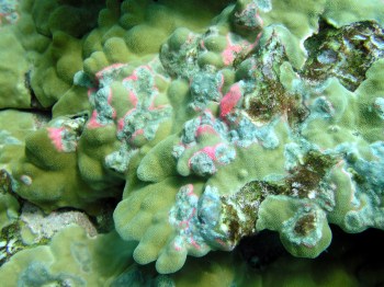 P. evermanni with similar swollen patches from Kona (November 2004), Photo Credit: G. Aeby
