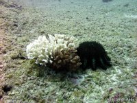COTS_caulcotpocciopora