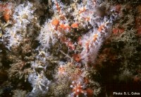 Snowflake Coral (Carijoa sp.) is an invasive octocoral that displaces native species. It is white but branches may occur orange due to encrusting sponge. 