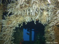 Snowflake Coral (Carijoa sp.) is an invasive octocoral that displaces native species. It has overgrown and killed over 60% of Hawaii's black coral.