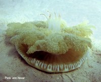 Upside-down Jellyfish (Cassiopea sp. ) is an introduced species sometimes found in large numbers in calm lagoons and harbors. 