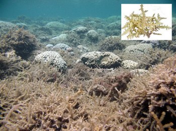 Smothering Seaweeds (Kappaphycus & Eucheuma sp.) form thick, smothering mats killing corals. 