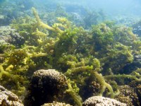 Smothering Seaweed (Eucheuma sp.) has coarse, branches with spines. 