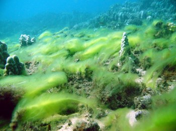 The native Cladophora sericea was found blooming on Maui as a result of excess nutrients. 