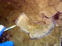CD_Montipora TLS