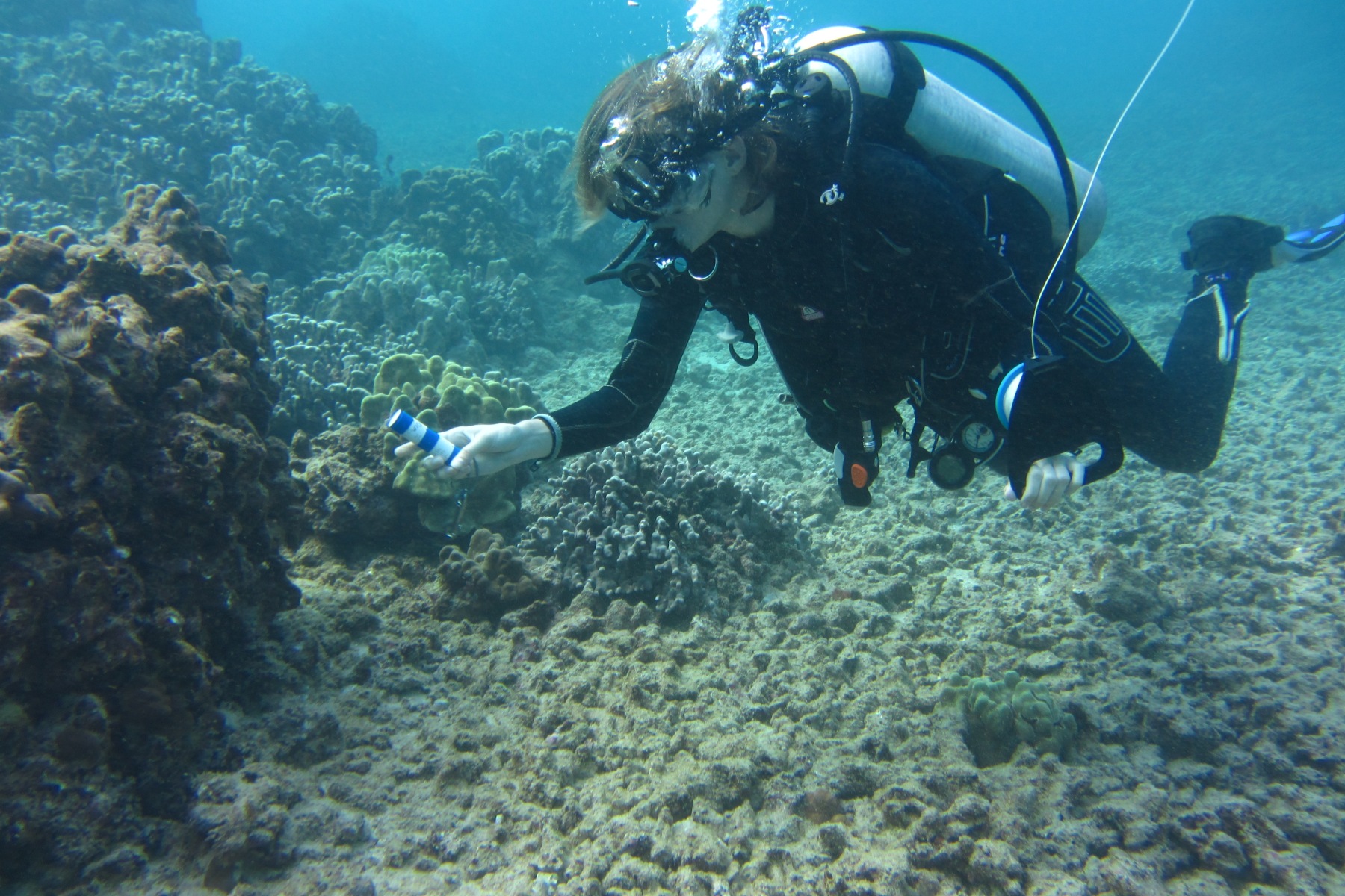 scuba diver swimming over a coral reef
