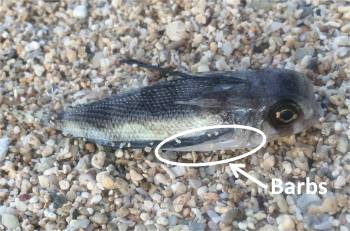 Dead flying gurnard washed up on Waikiki Beach showing sharp barbs.  Do not pick up or touch these fish.
