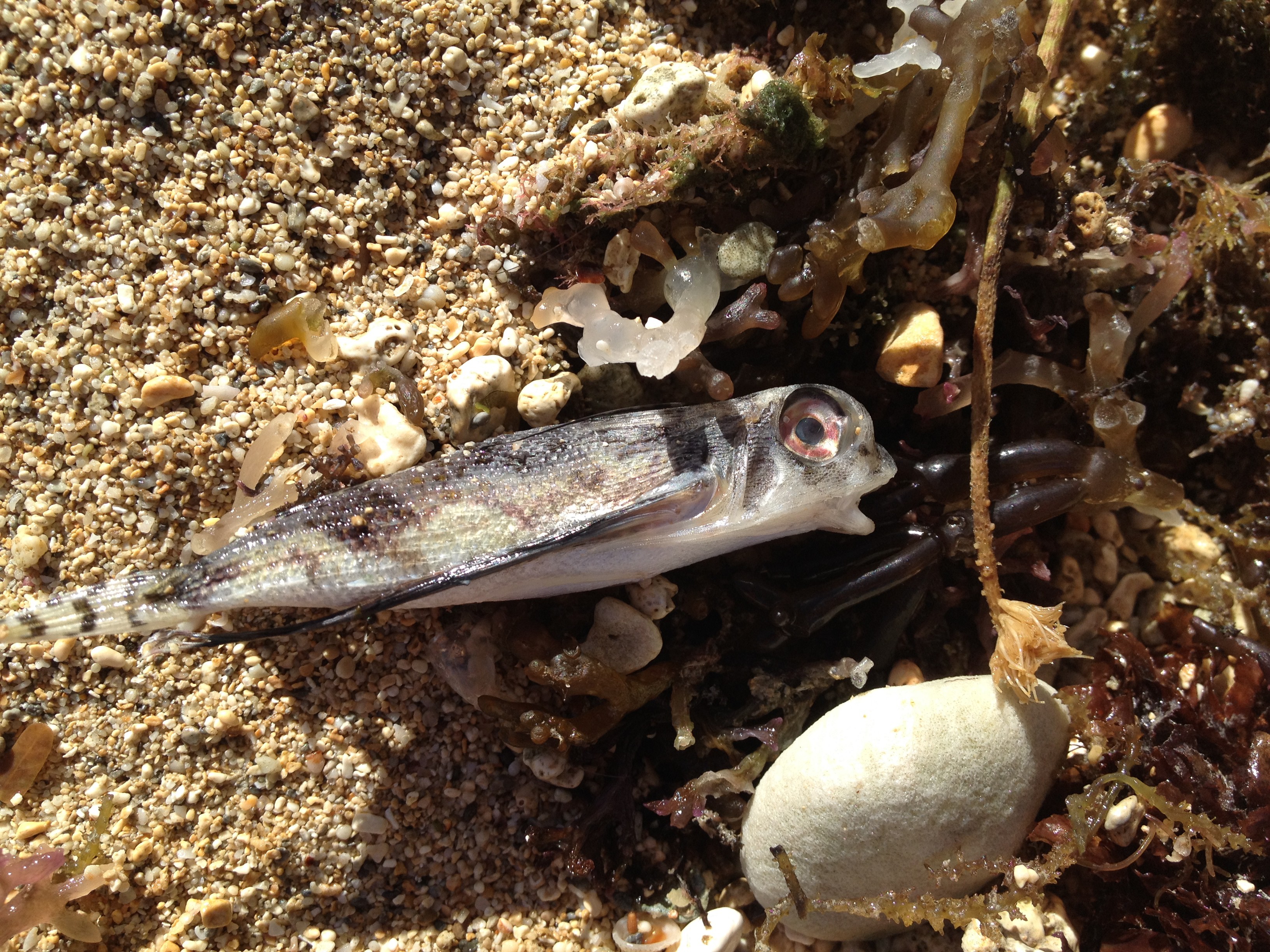 dead flying gurnard washed up on beach in Waikiki, Oahu