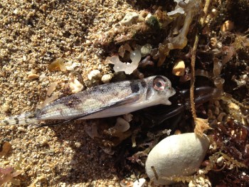 dead flying gurnard washed up on beach in Waikiki, Oahu