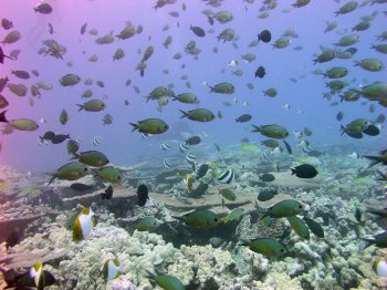 Healthy coral reef in the northwestern Hawaiian Islands